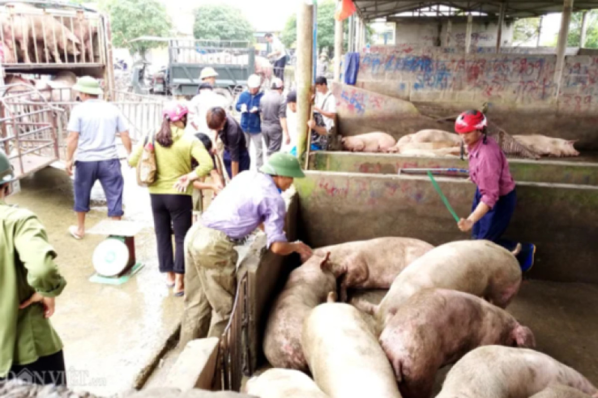 Giá lợn hơi đồng loạt tăng mạnh, lập đỉnh 77.000 đồng/kg tại miền Bắc