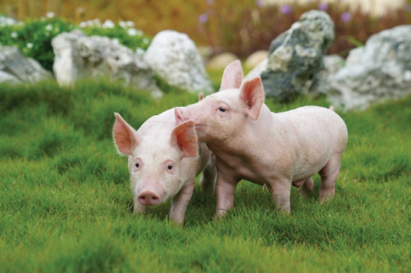 Khó tin giá bán heo giảm 20%, BAF Việt Nam báo lỗ 265 tỷ đồng quý 4/2025