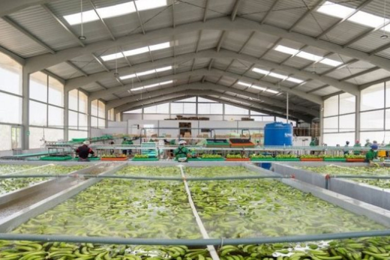 Sau gạo, một loại ‘siêu trái cây’ xuất khẩu gặp khó: Hàng nghìn container phải quay đầu, Nga, châu Âu đang nhập rất nhiều 