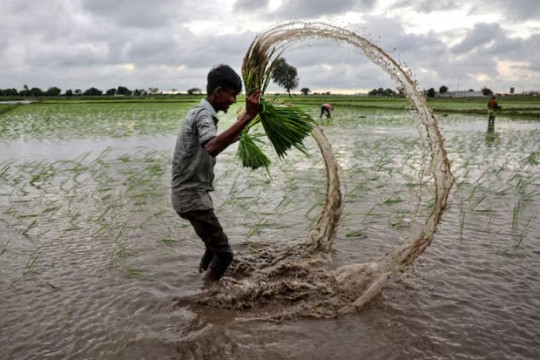 Buồn của quốc gia nhập khẩu 2 triệu tấn gạo: Gần 90 nhà máy xay xát phải đóng cửa, chuyện gì đang xảy ra?