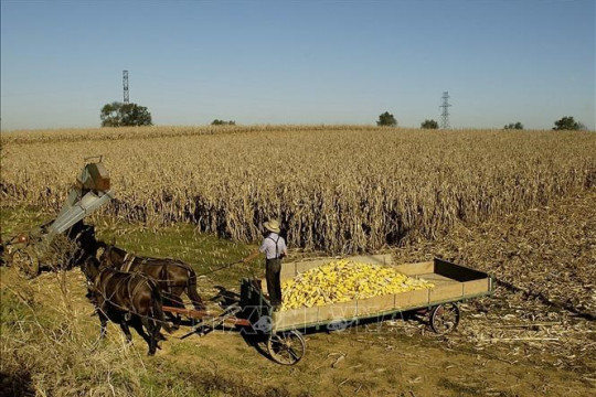 Giá đậu tương lao dốc trước nguy cơ trì hoãn đàm phán thương mại Mỹ-Trung