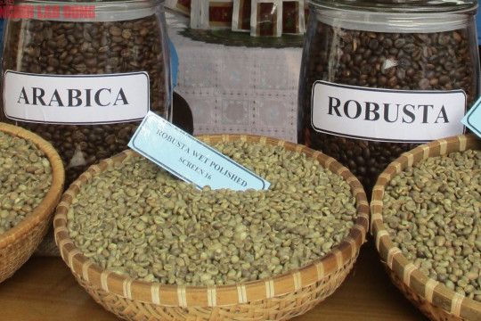Giá cà phê hôm nay 21-3: Arabica tăng nóng