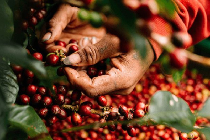 Giá cà phê hôm nay 22-3: Khép lại tuần vui cho nông dân