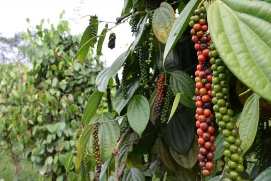 Giá nông sản ngày 22/3: Hồ tiêu, cà phê giữ ổn định