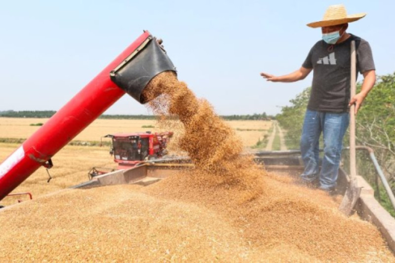 Phát minh của Trung Quốc làm rung chuyển ngành lương thực: Tạo ra mô hình ruộng lúa tái sinh không cần gieo trồng lại, năng suất 18 tấn/ha