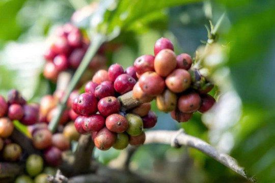 Giá nông sản ngày 27/3: Cà phê nhích nhẹ, hồ tiêu duy trì ổn định, lúa gạo điều chỉnh nhẹ