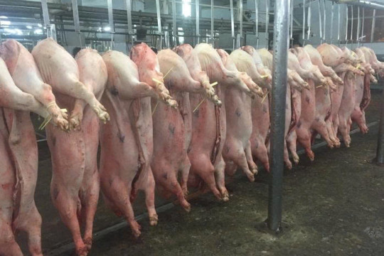 Giá heo hơi hôm nay, 27-3: Tiếp tục giảm ở khu vực miền Bắc