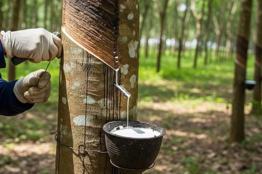 Giá cao su hôm nay 27/3/2026: Thế giới bật tăng, trong nước ổn định