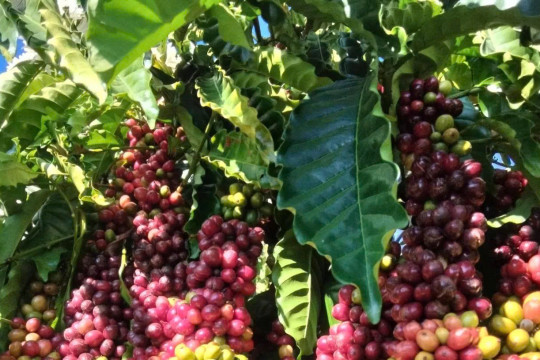 Giá cà phê có tuần giảm, giao dịch trầm lắng, nông dân chưa muốn bán ra