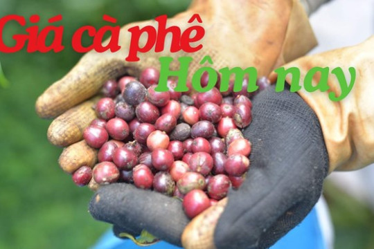 Giá cà phê hôm nay 29.3: Áp lực dư cung kỷ lục vẫn hiện hữu