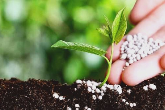 Phân bón tăng giá, doanh nghiệp nào thực sự hưởng lợi?