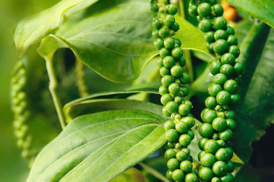 Giá nông sản hôm nay 2/4: Tiêu giảm mạnh, cà phê bật tăng, lúa gạo khởi sắc