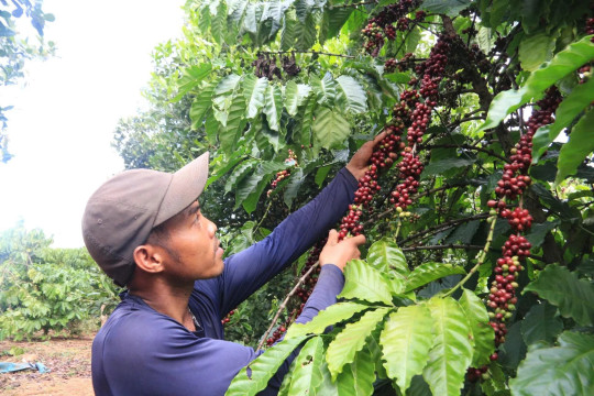 Giá nông sản hôm nay 4/4: Giá cà phê bất ngờ "lao dốc", hồ tiêu về mốc 140.000 đồng/kg 