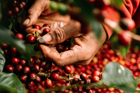 Giá nông sản hôm nay 6/4: Cà phê xuống dưới 90.000 đồng/kg, hồ tiêu giảm sâu, lúa gạo ổn định